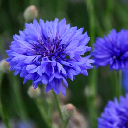 Nevädza Blauer Junge - Centaurea cyanus - predaj semien - 45 ks