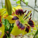 Ľalia Pieton - Lilium - predaj cibuľovín - 1 ks