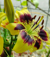 Ľalia Pieton - Lilium - predaj cibuľovín - 1 ks