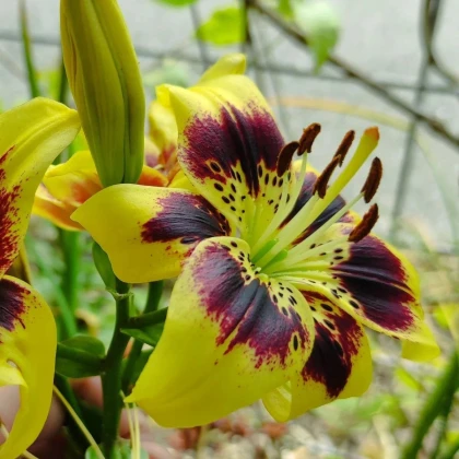 Ľalia Pieton - Lilium - predaj cibuľovín - 1 ks