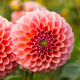 Georgína Nathalie G - Dahlia - predaj cibuľovín - 1 ks