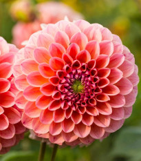 Georgína Nathalie G - Dahlia - predaj cibuľovín - 1 ks