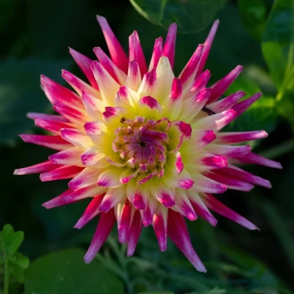 Georgína Tahiti Sunrise - Dahlia - predaj cibuľovín - 1 ks
