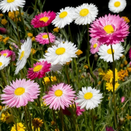 Slamienka plnokvetá zmes - Acroclinium roseum - predaj semien - 0,06 g