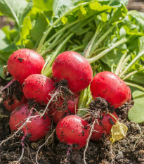 Reďkovka Riesenbutter Vitessa - Raphanus sativus sativus - predaj semien - 100 ks