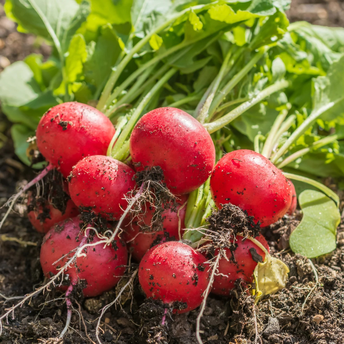 Reďkovka Riesenbutter Vitessa - Raphanus sativus sativus - predaj semien - 100 ks