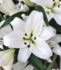Ľalia Casablanca - Lilium - predaj cibuľovín - 1 ks