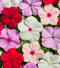 Katarant Volcano Mix F1 - Catharanthus roseus - predaj semien - 30 ks