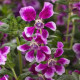 Kufea ohnivá Lavender Bicolor - japonská myrta - Cuphea Ilavea - predaj semien - 15 ks