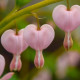 Srdcovka nádherná Cupid - Dicentra spectabilis - predaj cibuľovín - 1 ks