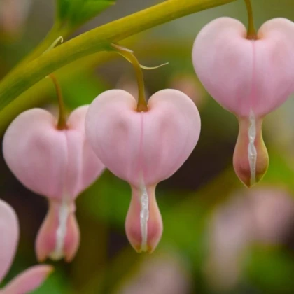 Srdcovka nádherná Cupid - Dicentra spectabilis - predaj cibuľovín - 1 ks