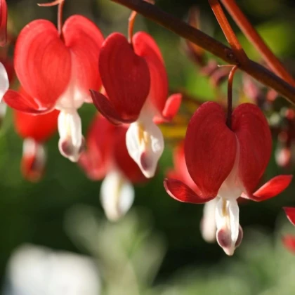 Srdcovka nádherná Valentine - Dicentra spectabilis - predaj cibuľovín - 1 ks