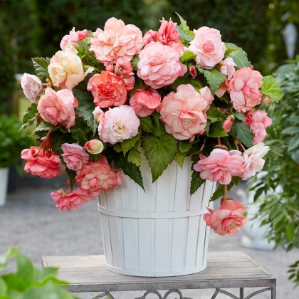 Begónia Flamenca - Begonia splendide - predaj cibuľovín - 2 ks