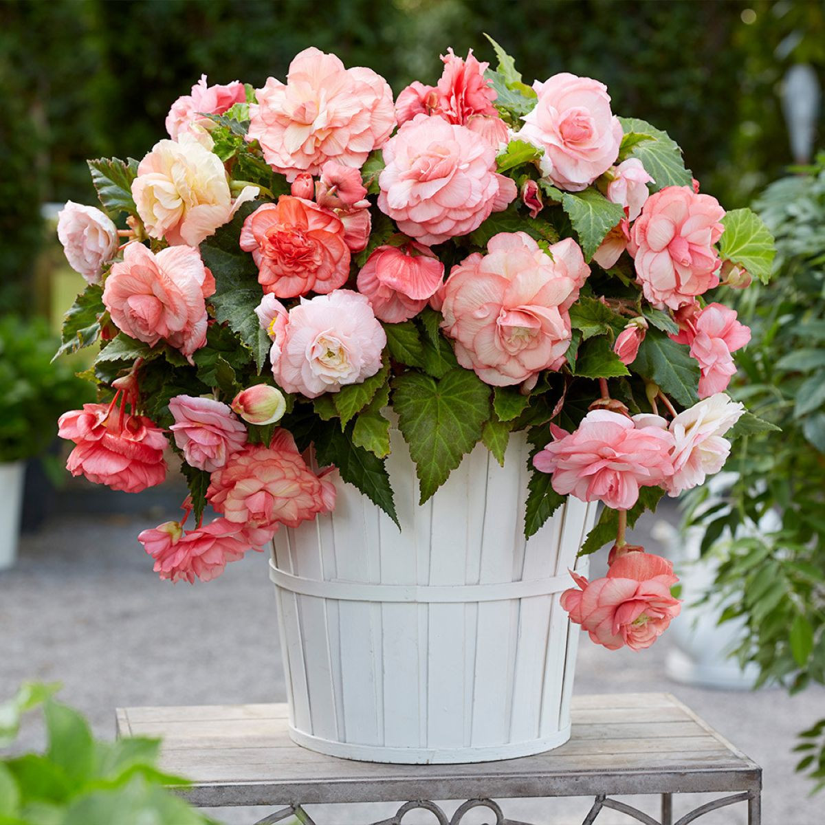 Begónia Flamenca - Begonia splendide - predaj cibuľovín - 2 ks