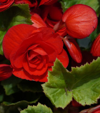 Begónia Nonstop červená - Begonia tuberhybrida - predaj cibuľovín - 2 ks
