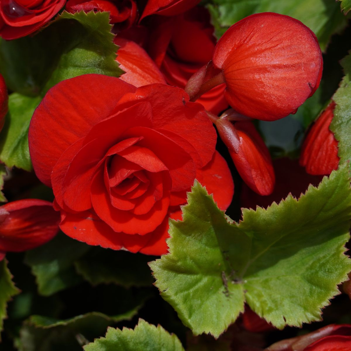 Begónia Nonstop červená - Begonia tuberhybrida - predaj cibuľovín - 2 ks