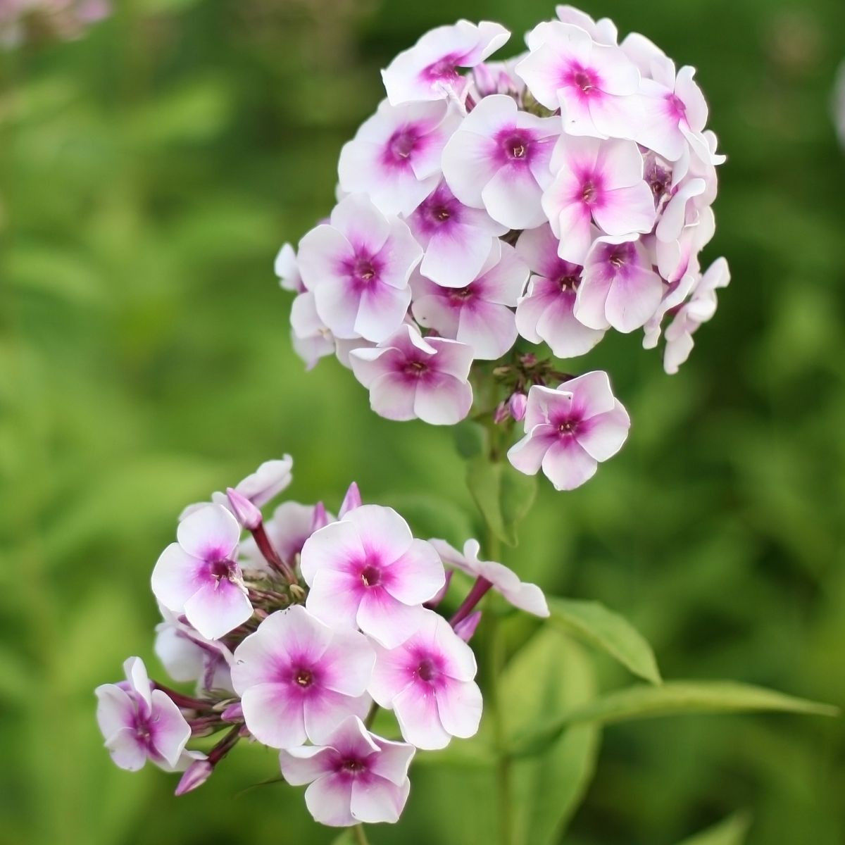 Plamienka Graf Zeppelin - Phlox - voľnokorenené sadenice plamienky - 1 ks