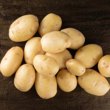 BIO Sadbové zemiaky Afra - Solanum tuberosum - Kiepenkerl - bio sadivo - 10 ks