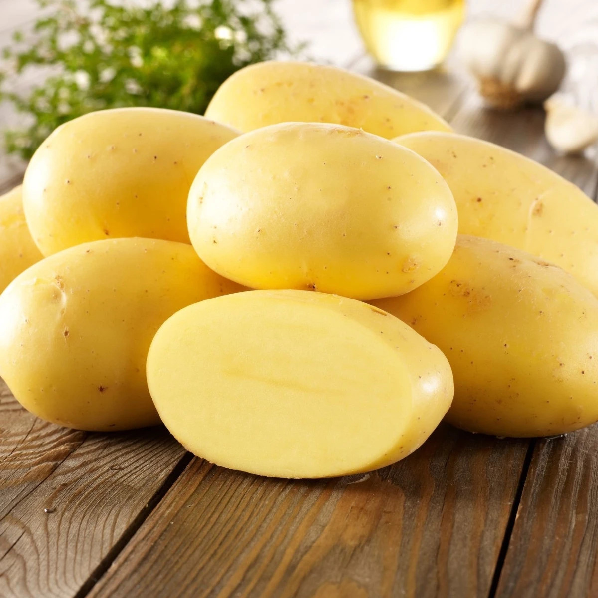 BIO Sadbové zemiaky Agria - Solanum tuberosum - Kiepenkerl - bio sadivo - 10 ks