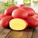 Sadbové zemiaky Laura - Solanum tuberosum - Kiepenkerl - sadivo - 10 ks