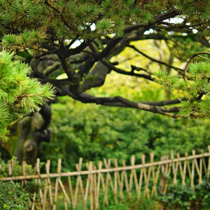 Borovica čínska - Pinus tabuliformis - semená borovice - 15 ks