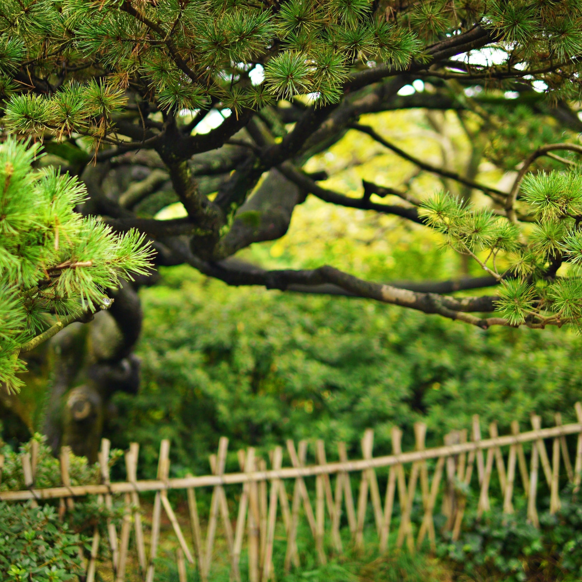 Borovica čínska - Pinus tabuliformis - semená borovice - 15 ks