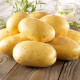 Sadbové zemiaky Bernina - Solanum tuberosum - Kiepenkerl - sadivo - 10 ks