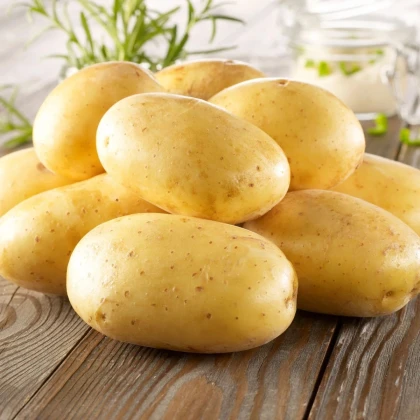 Sadbové zemiaky Bernina - Solanum tuberosum - Kiepenkerl - sadivo - 10 ks