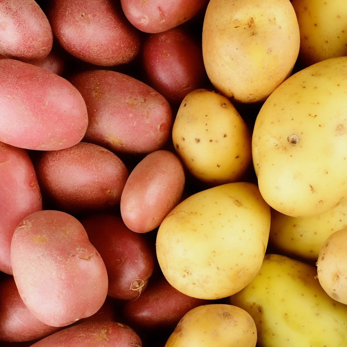 Sadbové zemiaky - 4 druhy - grilovacie - Solanum tuberosum - sadivo - 12 ks