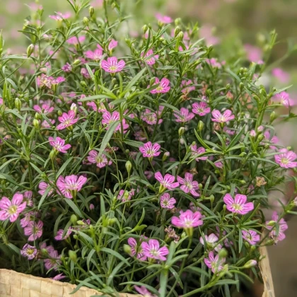 Gypsomilka murárska Garden Bride - Gypsophila muralis - osivo gypsomilky - 150 ks