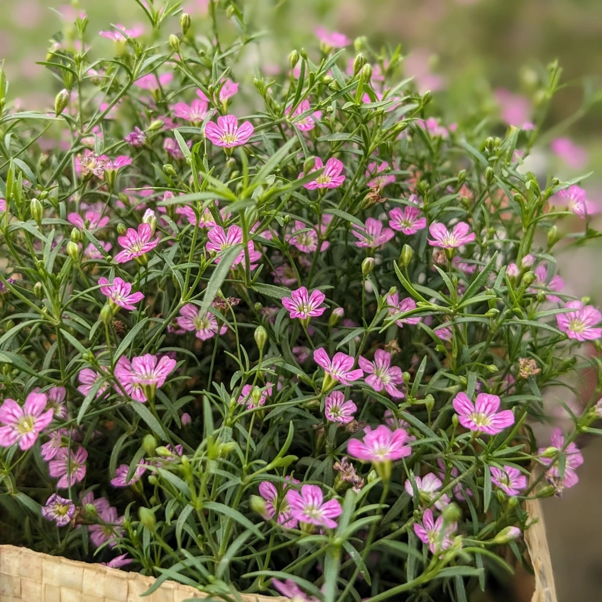 Gypsomilka murárska Garden Bride - Gypsophila muralis - osivo gypsomilky - 150 ks