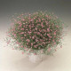 Gypsomilka murárska Garden Bride - Gypsophila muralis - osivo gypsomilky - 150 ks