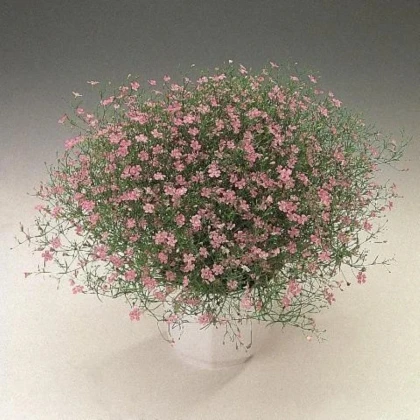 Gypsomilka murárska Garden Bride - Gypsophila muralis - osivo gypsomilky - 150 ks