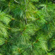Borovica Roxburghova - Pinus roxburhii - semená borovice - 5 ks
