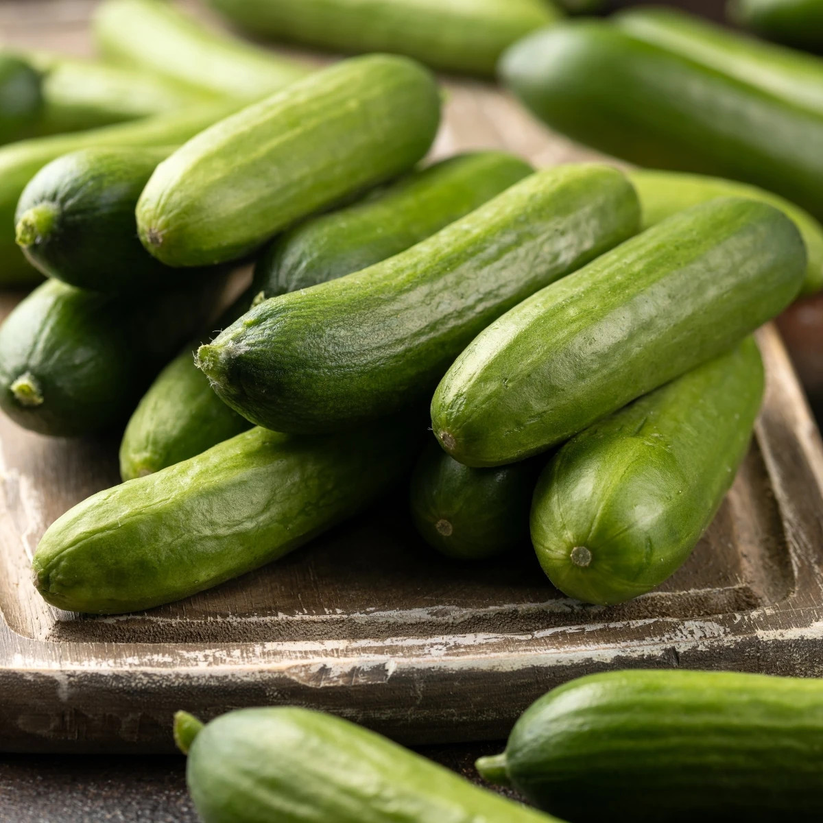 Miniuhorka šalátová La Diva - Cucumis sativus - osivo uhorky - 8 ks