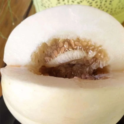 Melón cukrový Kiku - Cucumis melo - osivo melóna - 6 ks
