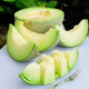 Melón Tenor F1 - Cucumis melo - osivo melóna - 6 ks