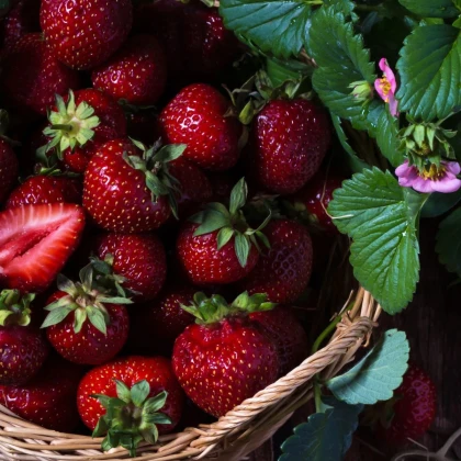Jahôd Cherryberry - Fragaria ananassa - voľnokorenné sadenice jahôd - 2 ks