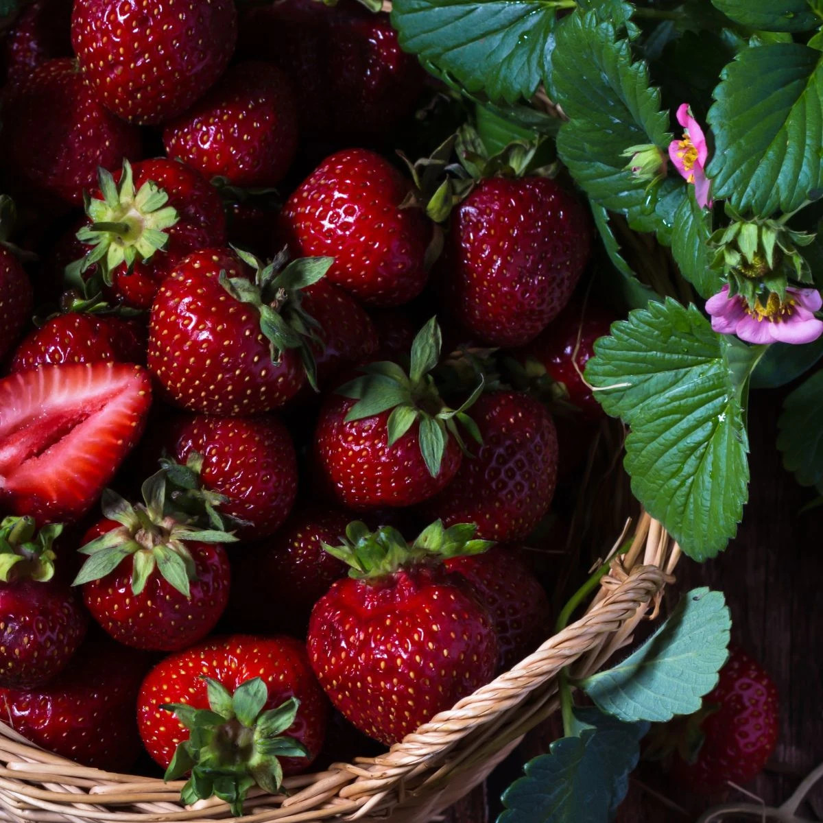 Jahôd Cherryberry - Fragaria ananassa - voľnokorenné sadenice jahôd - 2 ks