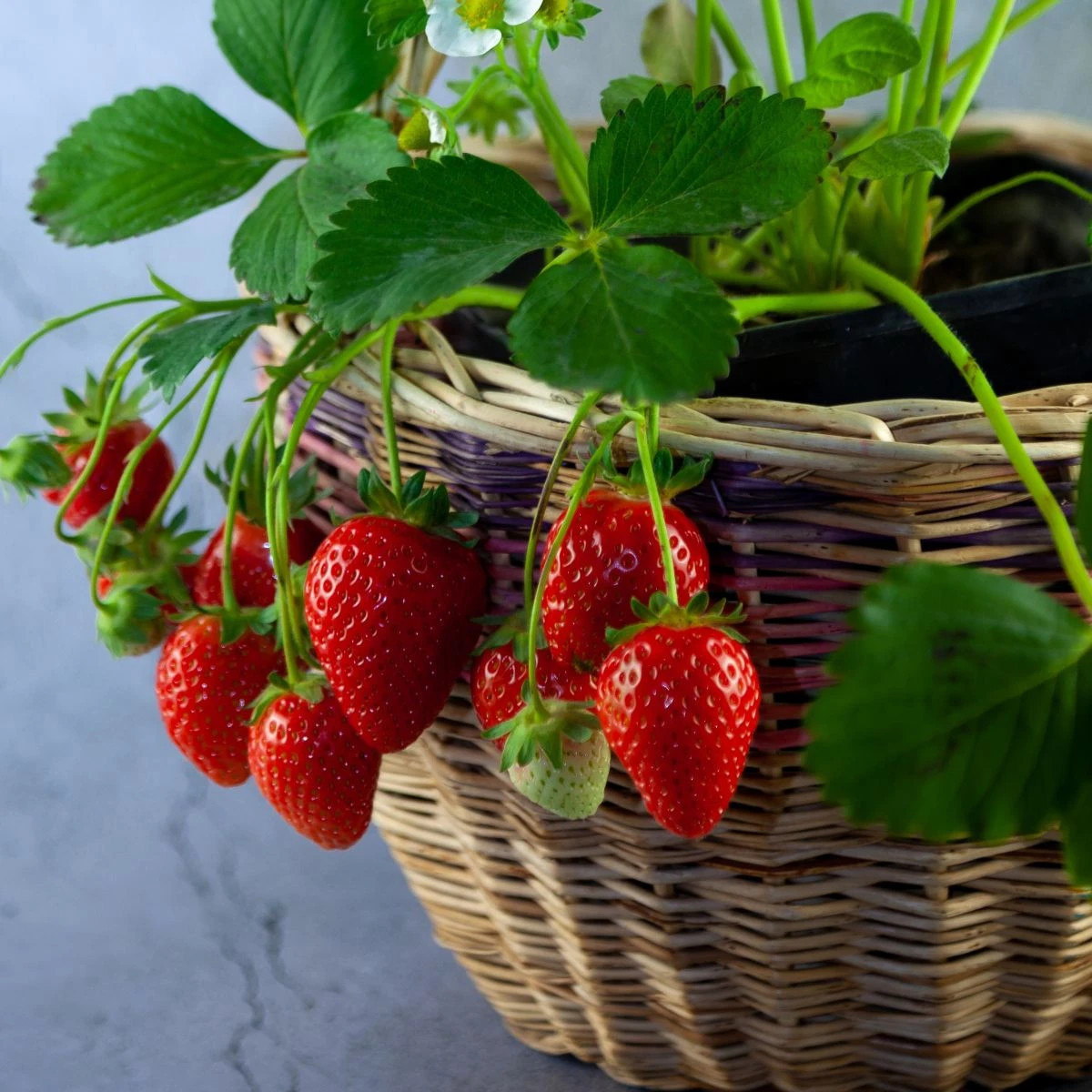 Jahodník previsnutý Pendula - Fragaria - voľnokorenné sadenice jahôd - 2 ks