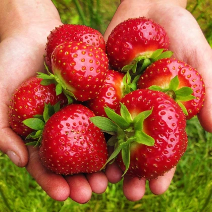 Jahoda Maxim - Fragaria ananassa - voľnokorenná sadenica jahôd - 3 ks