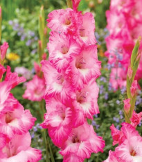 Gladiola Violet King - Gladiolus - hľuzy gladiol - 3 ks