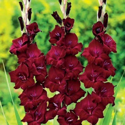 Gladiola At Night - Gladiolus - hľuzy gladiol - 3 ks
