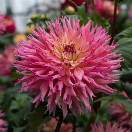 Georgína Nenekazi - Dahlia - hľuzy georgín - 1 ks
