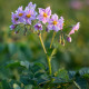 Zemiaky Jubila F1 - Solanum tuberosum - osivo zemiakov - 1 ks