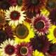 Slnečnica Formular Mix F1 - Helianthus annuus - osivo slnečnice - 6 ks