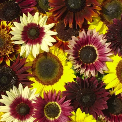 Slnečnica Formular Mix F1 - Helianthus annuus - osivo slnečnice - 6 ks