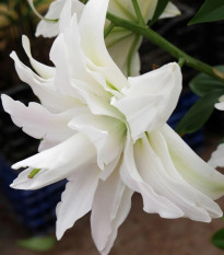 Ľalia Roselily Sita - Lilium - predaj cibuľovín - 1 ks