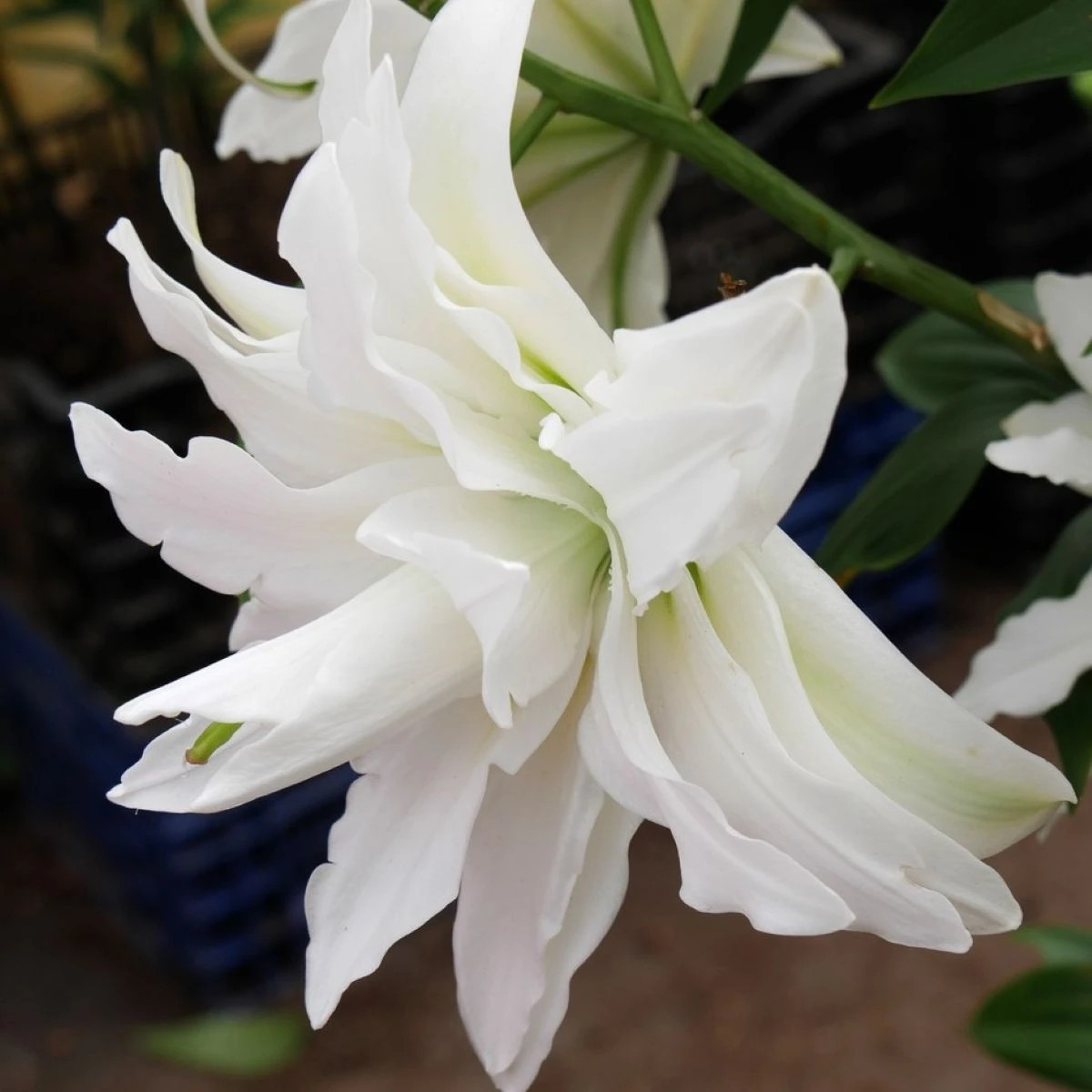 Ľalia Roselily Sita - Lilium - predaj cibuľovín - 1 ks
