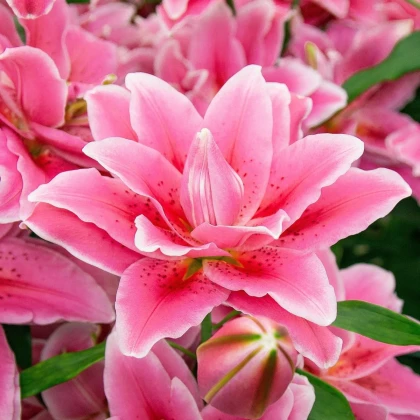 Ľalia Lila Cloud - Lilium - cibuľa ľalií - 1 ks